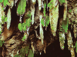 Gunung Mulu National Park Flora & Fauna Gunung Mulu National Park Flora & Fauna