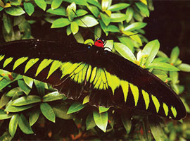 Gunung Mulu National Park Flora & Fauna Gunung Mulu National Park Flora & Fauna