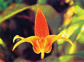 Gunung Mulu National Park Flora & Fauna Gunung Mulu National Park Flora & Fauna