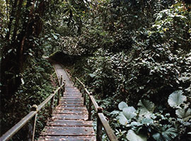 Gunung Mulu National Park Flora & Fauna Gunung Mulu National Park Flora & Fauna