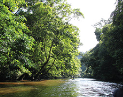 Forest Activities Forest Activities