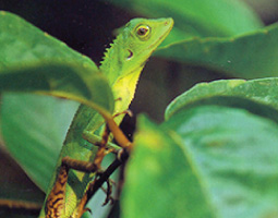 Bio-Diversity Bio-Diversity