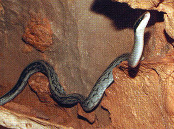 Racer Cave Racer Cave