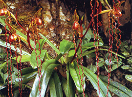 Bio-Diversity in Gunung Mulu National Park Bio-Diversity in Gunung Mulu National Park
