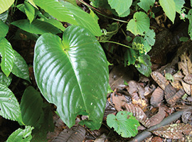 Bio-Diversity in Gunung Mulu National Park Bio-Diversity in Gunung Mulu National Park