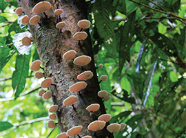 Bio-Diversity in Gunung Mulu National Park Bio-Diversity in Gunung Mulu National Park