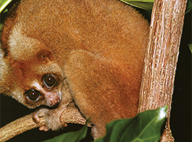 Bio-Diversity in Gunung Mulu National Park Bio-Diversity in Gunung Mulu National Park