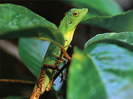 Bio-Diversity in Gunung Mulu National Park Bio-Diversity in Gunung Mulu National Park