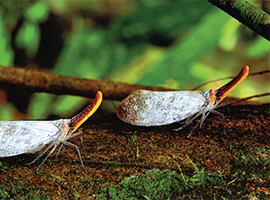 Bio-Diversity in Gunung Mulu National Park Bio-Diversity in Gunung Mulu National Park