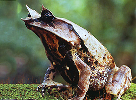 Bio-Diversity in Gunung Mulu National Park Bio-Diversity in Gunung Mulu National Park