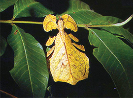 Bio-Diversity in Gunung Mulu National Park Bio-Diversity in Gunung Mulu National Park