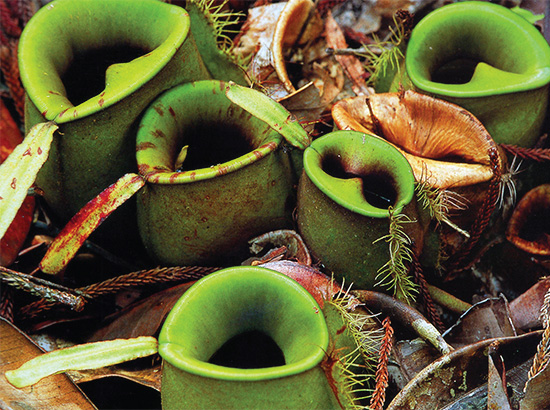 Bio-Diversity in Gunung Mulu National Park Bio-Diversity in Gunung Mulu National Park