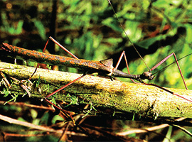 Gunung Mulu National Park Forest Activities / Natural Walks Gunung Mulu National Park Forest Activities / Natural Walks