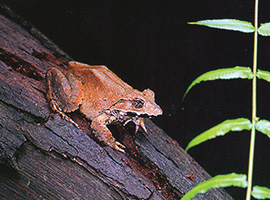 Gunung Mulu National Park Forest Activities / Natural Walks Gunung Mulu National Park Forest Activities / Natural Walks