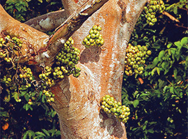 Gunung Mulu National Park Forest Activities / Natural Walks Gunung Mulu National Park Forest Activities / Natural Walks