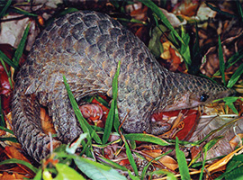 Gunung Mulu National Park Forest Activities / Natural Walks Gunung Mulu National Park Forest Activities / Natural Walks