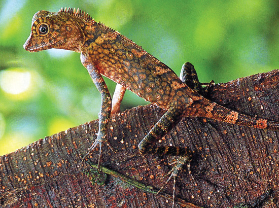 Gunung Mulu National Park Forest Activities / Natural Walks Gunung Mulu National Park Forest Activities / Natural Walks