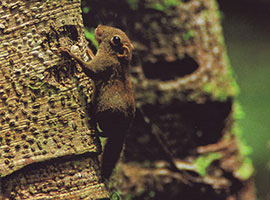 Gunung Mulu National Park Treks and Trails Gunung Mulu National Park Treks and Trails