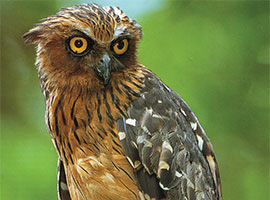 Gunung Mulu National Park Treks and Trails Gunung Mulu National Park Treks and Trails