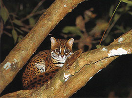 Gunung Mulu National Park Treks and Trails Gunung Mulu National Park Treks and Trails