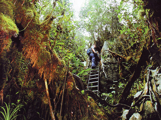 Gunung Mulu National Park Treks and Trails Gunung Mulu National Park Treks and Trails