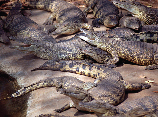 Miri Tours Miri Tours